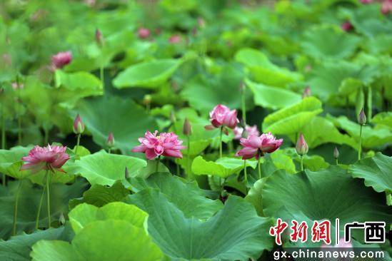 广西容县：夏日荷花引客来