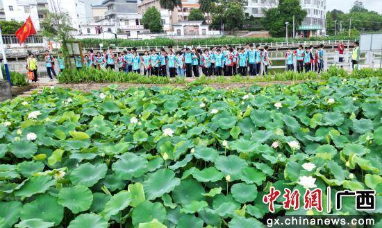 广西容县：夏日荷花引客来