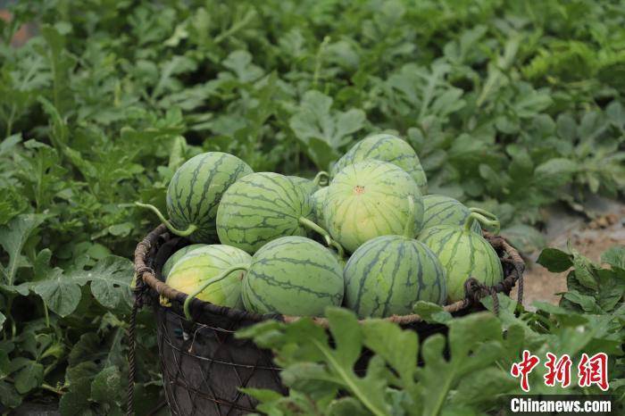 广西钟山：上市“小糖丸”无籽西瓜助农增收