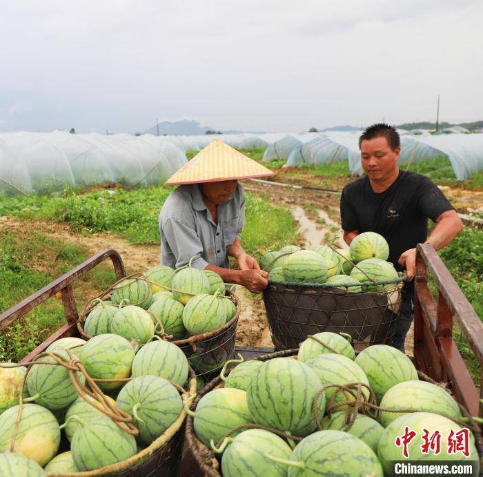 广西钟山：上市“小糖丸”无籽西瓜助农增收
