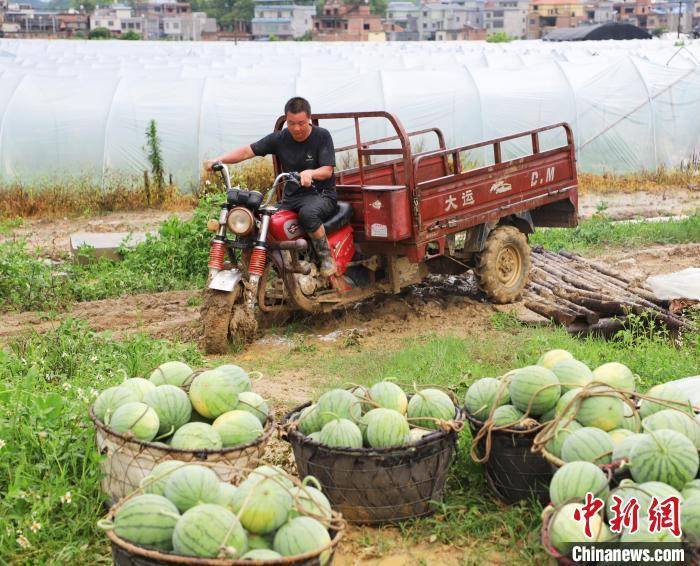 广西钟山：上市“小糖丸”无籽西瓜助农增收