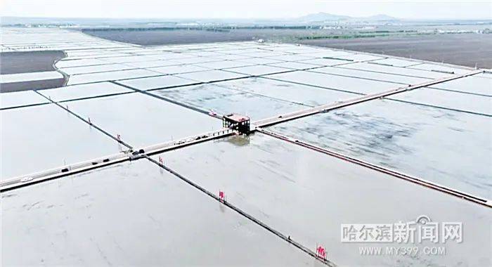 【哈尔滨新闻网】高标准格田化改造升级“大粮仓”｜哈市今年完成“小池改大池”20万亩