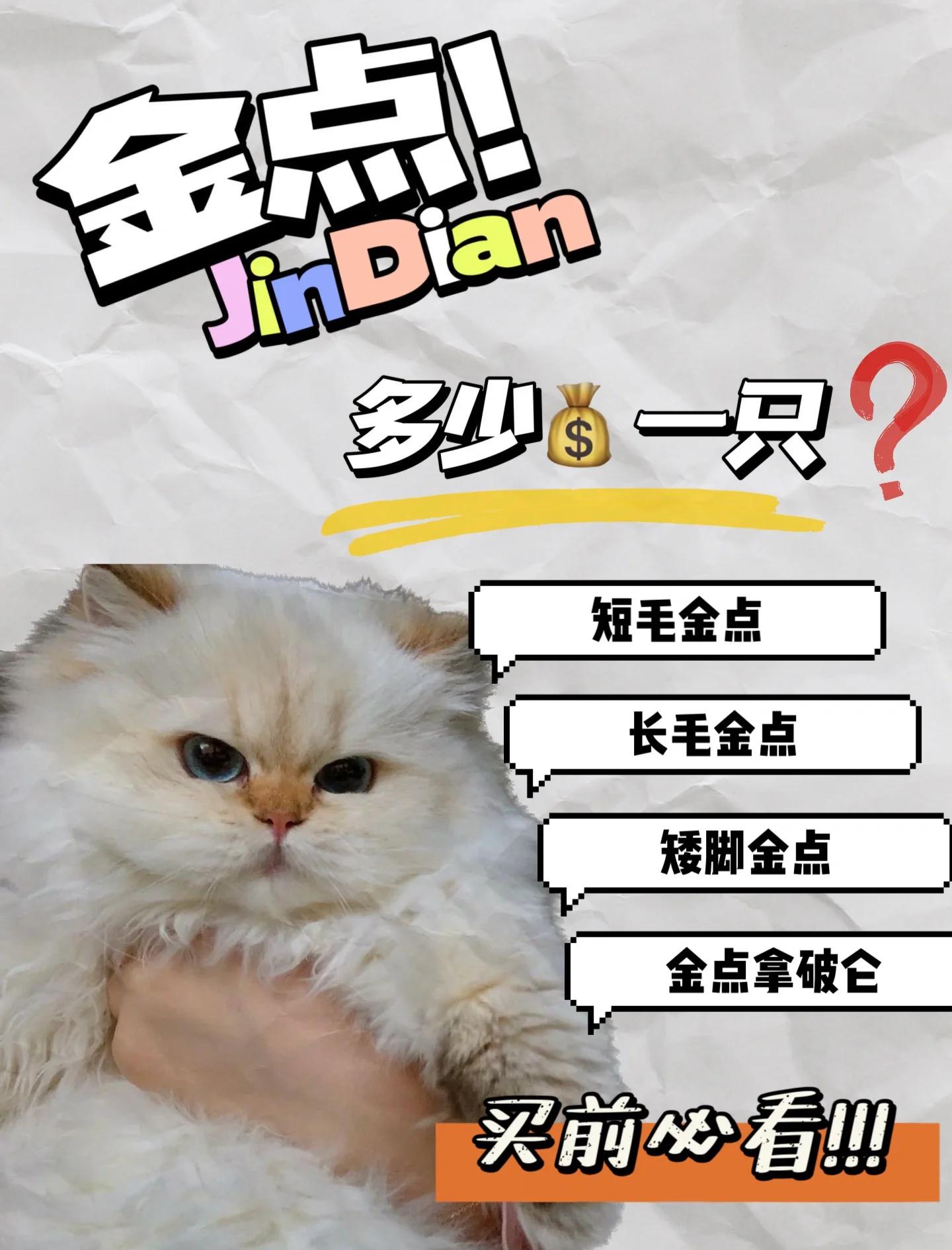 猫币充值(猫币是哪个平台)