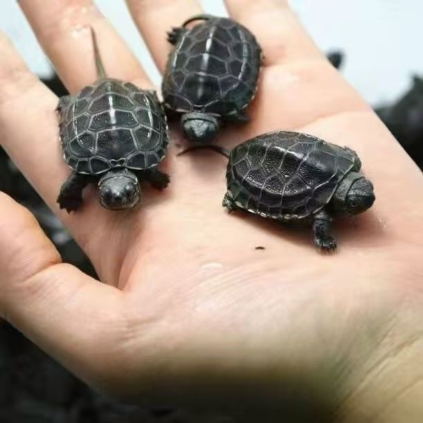 乌龟币(乌龟币怎么交易)