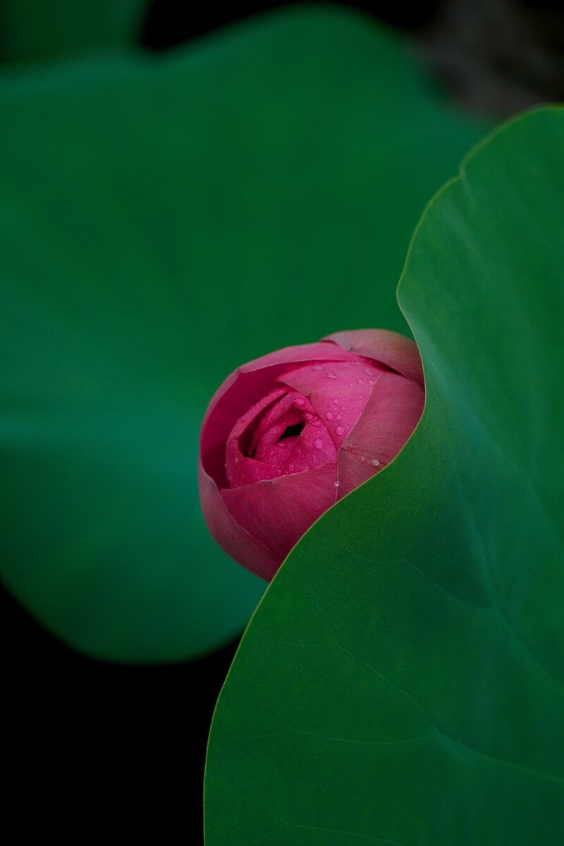 币月羞花(花羞月安全吗)