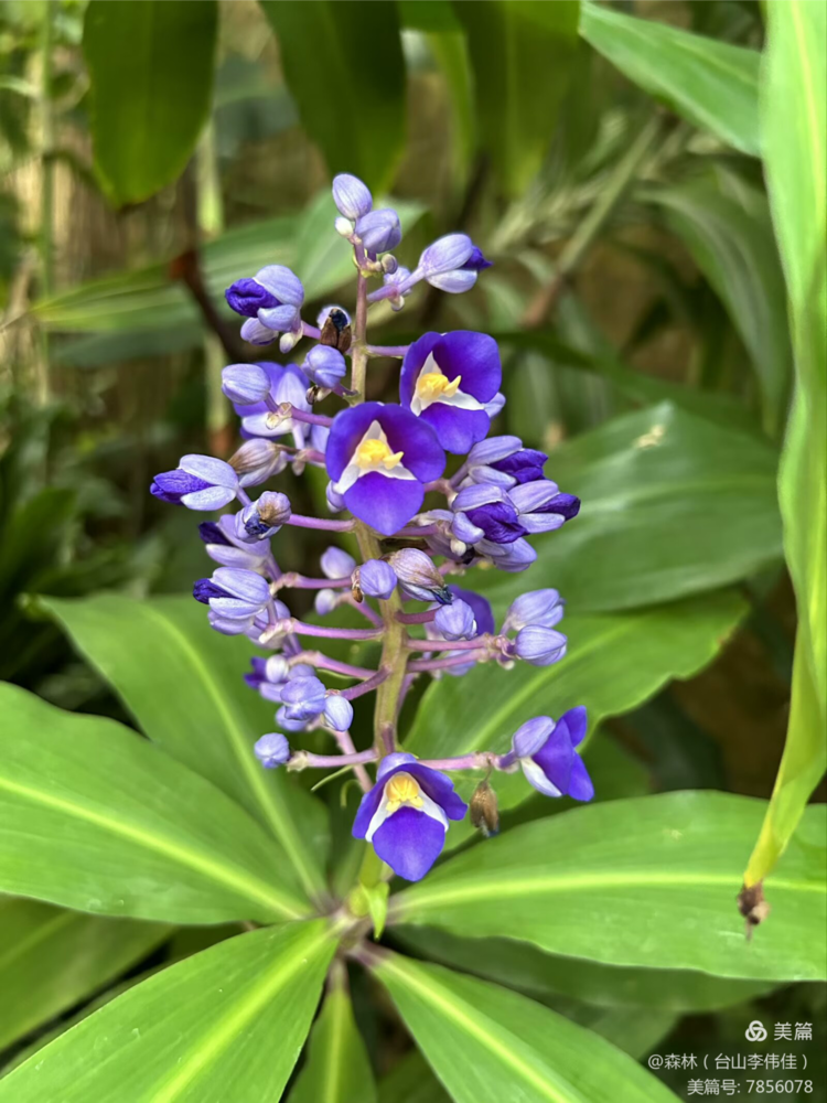 币月羞花(王昭君沉鱼落雁闭月羞花)